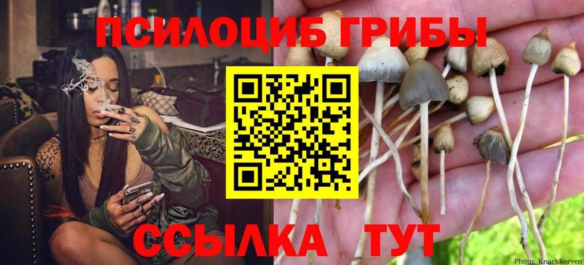 Зеленогорск  Галлюциногенные грибы Cubensis  Вход с VPN 